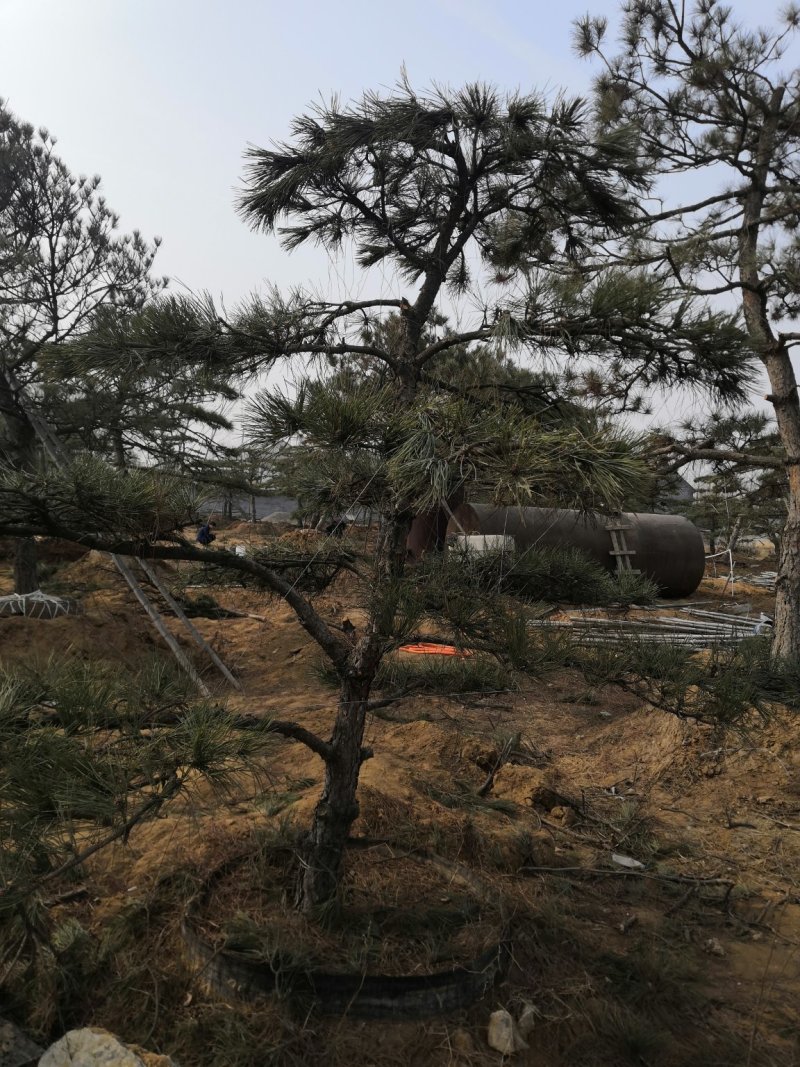 造型景观树泰山景松造型奇特春天移栽正合适