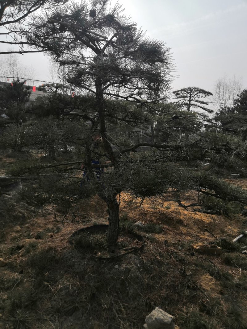 造型景观树泰山景松造型奇特春天移栽正合适