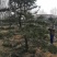 造型景观树泰山景松造型奇特春天移栽正合适