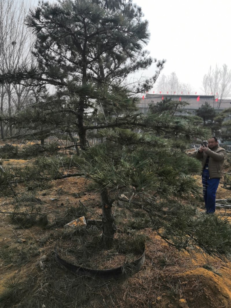 造型景观树泰山景松造型奇特春天移栽正合适
