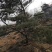 造型景观树泰山景松造型奇特春天移栽正合适