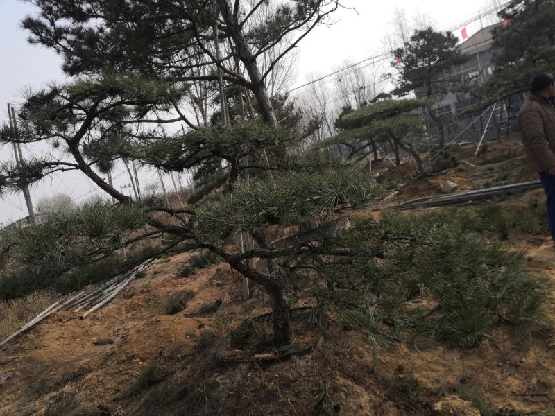造型景观树泰山景松造型奇特春天移栽正合适