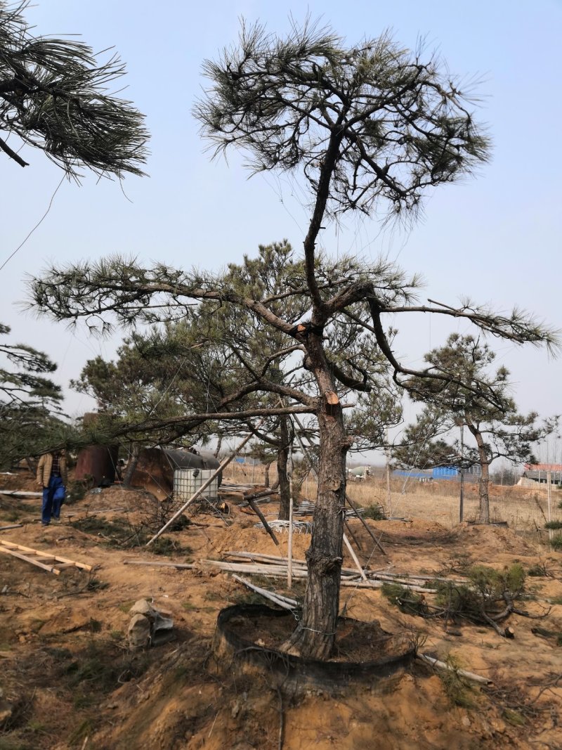 造型景观树泰山景松造型奇特春天移栽正合适