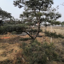 造型景观树泰山景松造型奇特春天移栽正合适