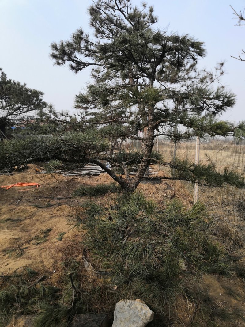 造型景观树泰山景松造型奇特春天移栽正合适