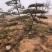 造型景观树泰山景松造型奇特春天移栽正合适