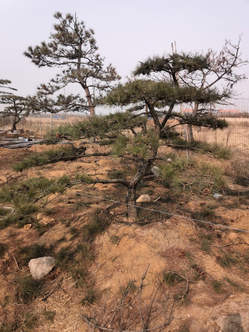造型景观树泰山景松造型奇特春天移栽正合适