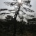 造型景观树泰山景松造型奇特春天移栽正合适