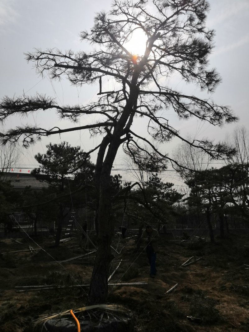 造型景观树泰山景松造型奇特春天移栽正合适