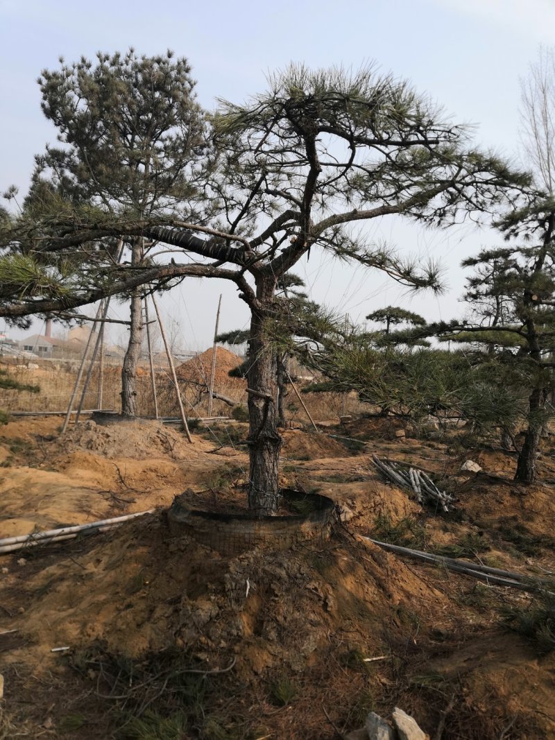 造型景观树泰山景松造型奇特春天移栽正合适