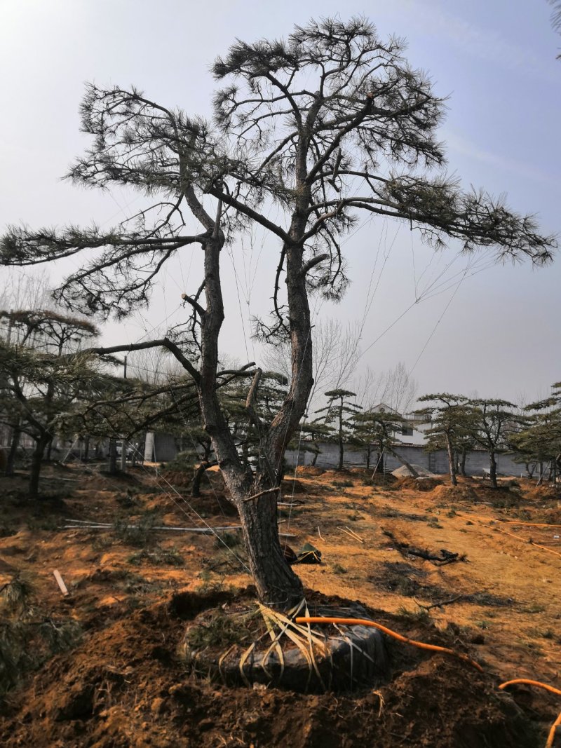 造型景观树泰山景松造型奇特春天移栽正合适