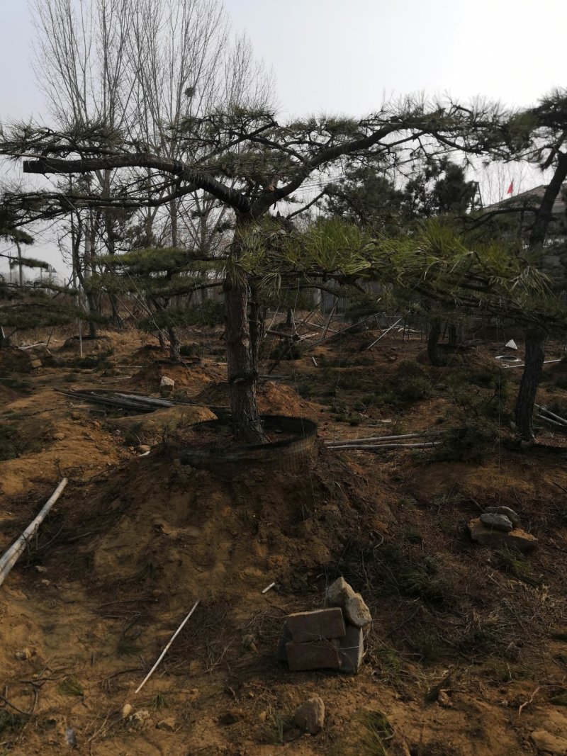 造型景观树泰山景松造型奇特春天移栽正合适
