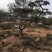 造型景观树泰山景松造型奇特春天移栽正合适