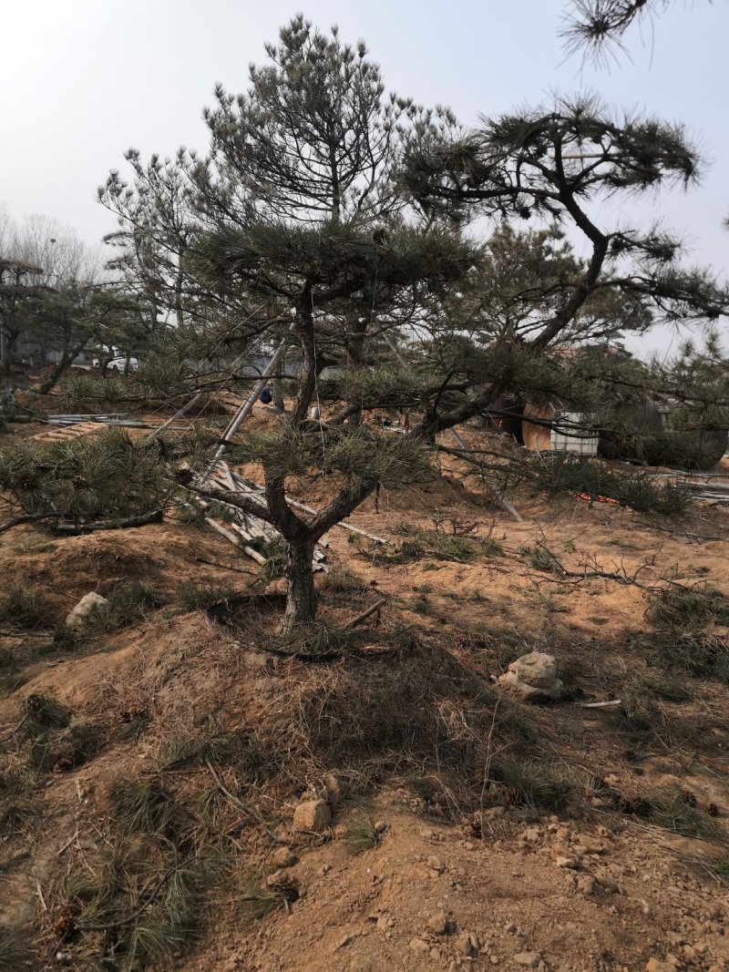 造型景观树泰山景松造型奇特春天移栽正合适