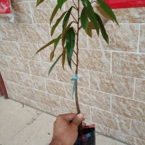 榴莲嫁接苗金枕榴莲苗山猫榴莲苗