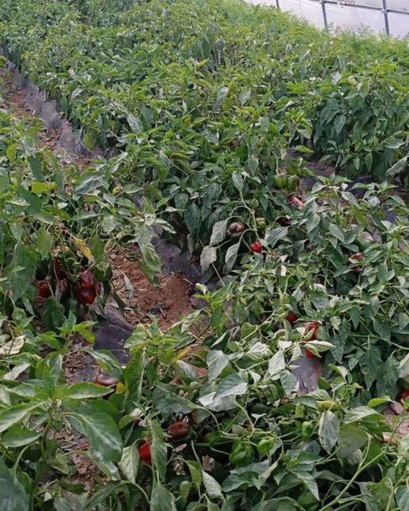 红圆椒