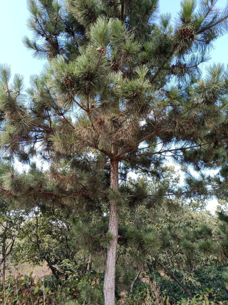 黑松
