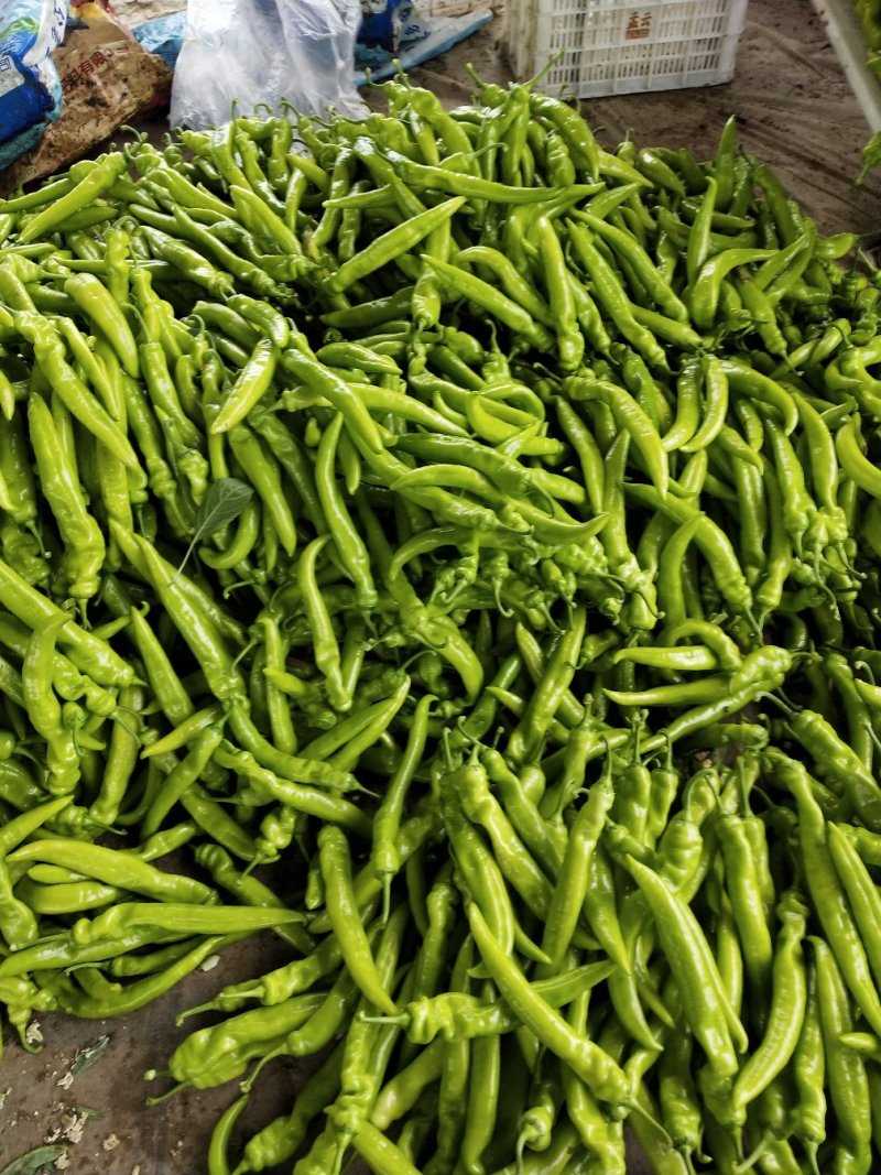 山东尖椒鲜辣椒量大从优，代发全国，质优价廉
