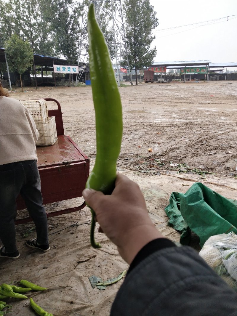 山东尖椒鲜辣椒量大从优，代发全国，质优价廉