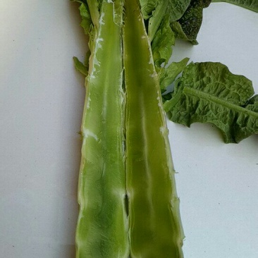 红尖叶莴苣皮薄，皮青，肉绿