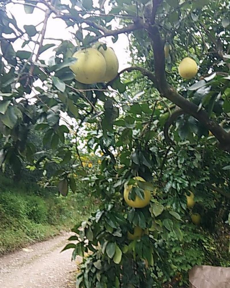四川精品三红柚，大量上市，诚信经营，均为一手货源