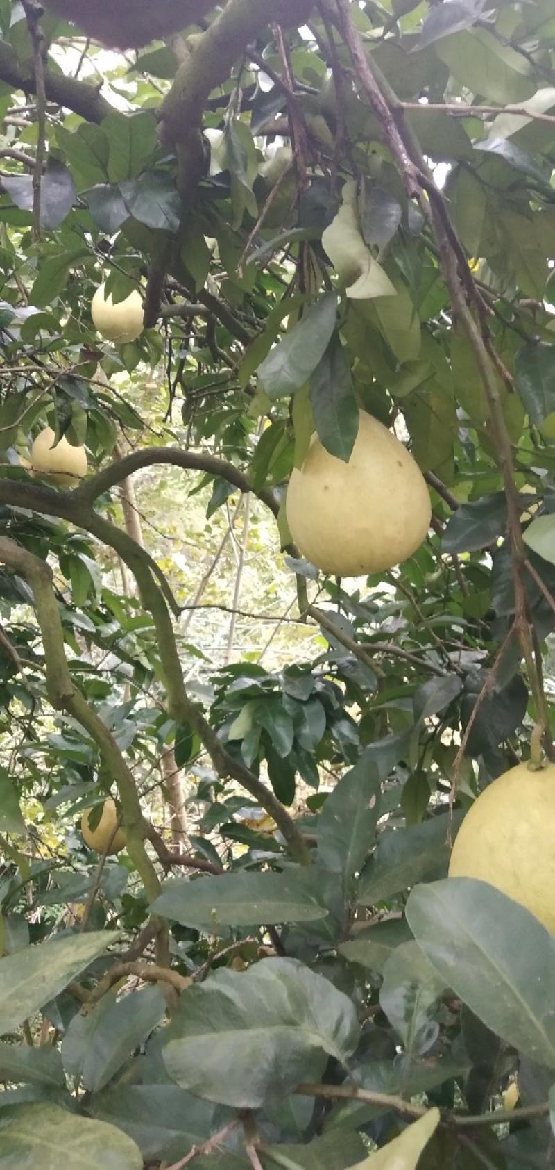 四川精品三红柚，大量上市，诚信经营，均为一手货源