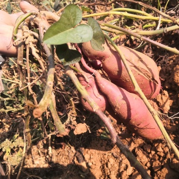 河北卢龙山地沙土甘甜商薯19（栗子香）