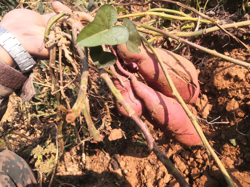 河北卢龙山地沙土甘甜商薯19（栗子香）