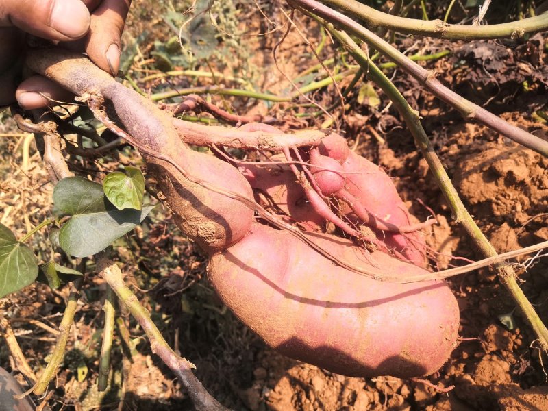 河北卢龙山地沙土甘甜商薯19（栗子香）