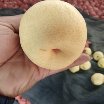 山西贡梨