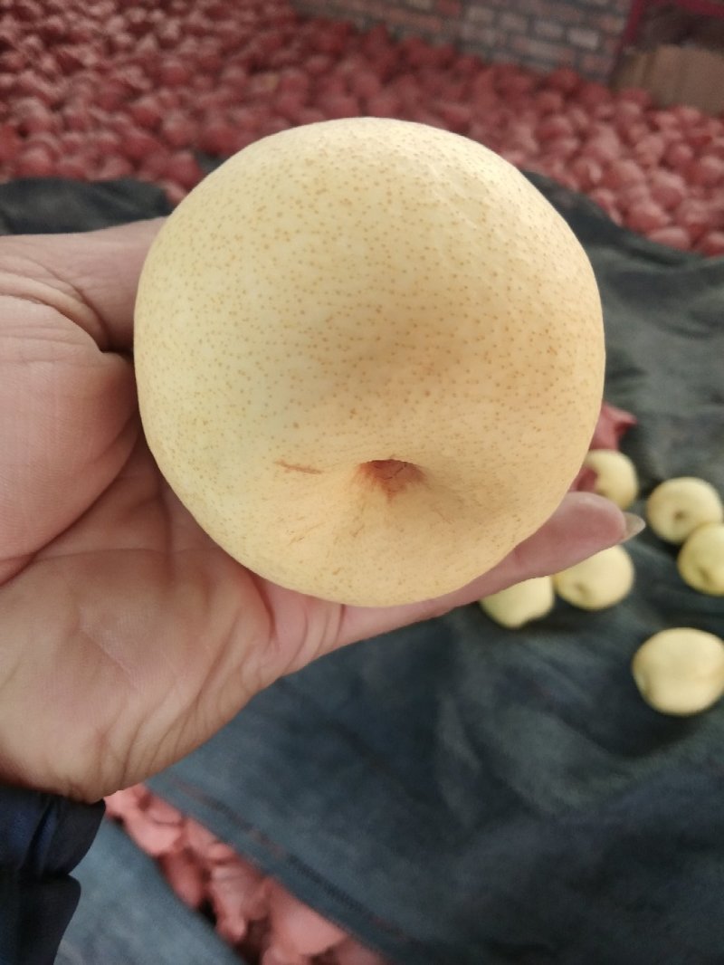 山西贡梨