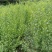 野梅苗
