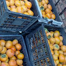 阳丰甜柿300亩100万斤以上的总量！