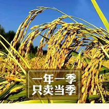 稻花香2号稻谷鲜米机专用-五常市龙凤山发源地原产地直供。