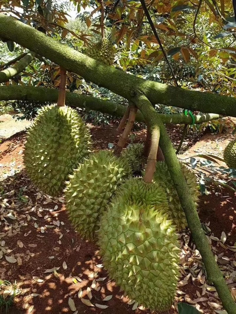 黑刺榴莲红肉榴莲山猫榴莲嫁接苗