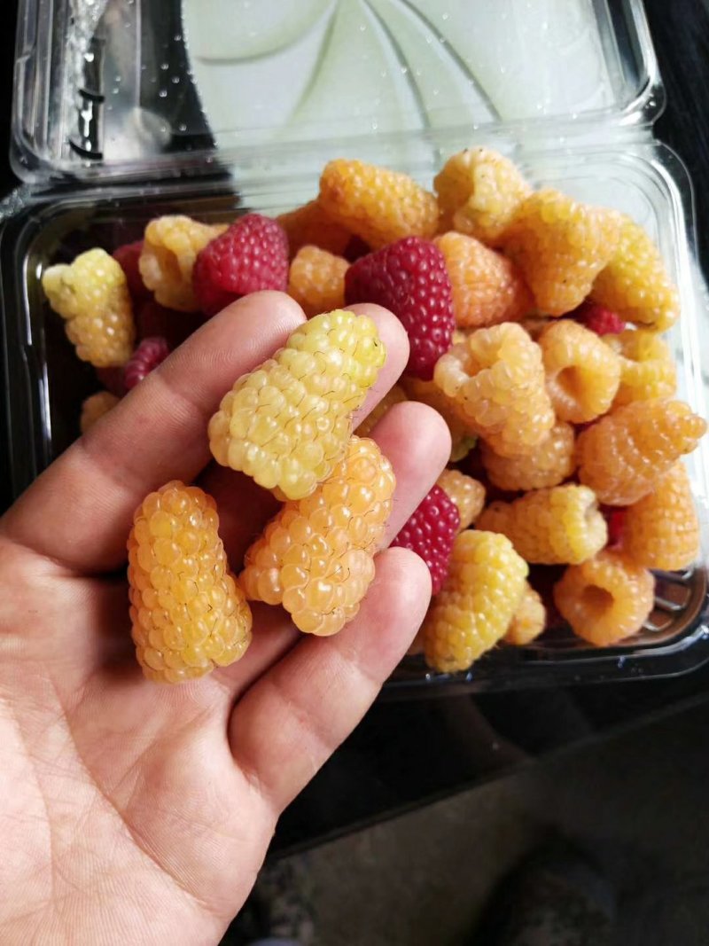 灯笼果苗，菇娘籽，成活率高，提供技术指导，红菇娘可以鲜食