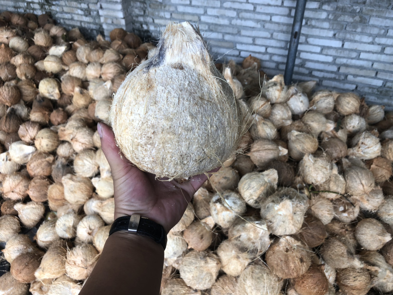 海南文昌东郊厂家直销海南椰子椰青大毛椰椰白