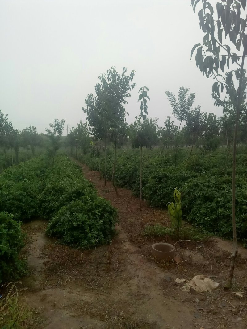 供应长势好，直径五，六，七公分金银花树苗