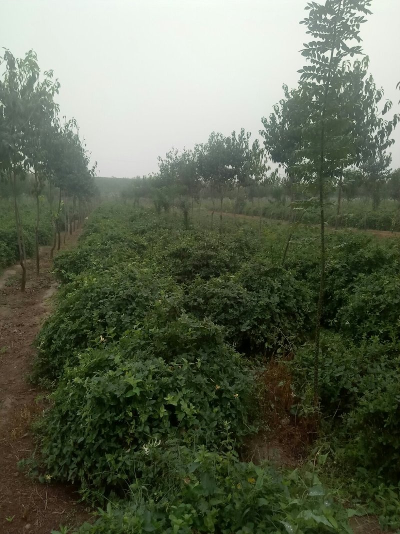 供应长势好，直径五，六，七公分金银花树苗