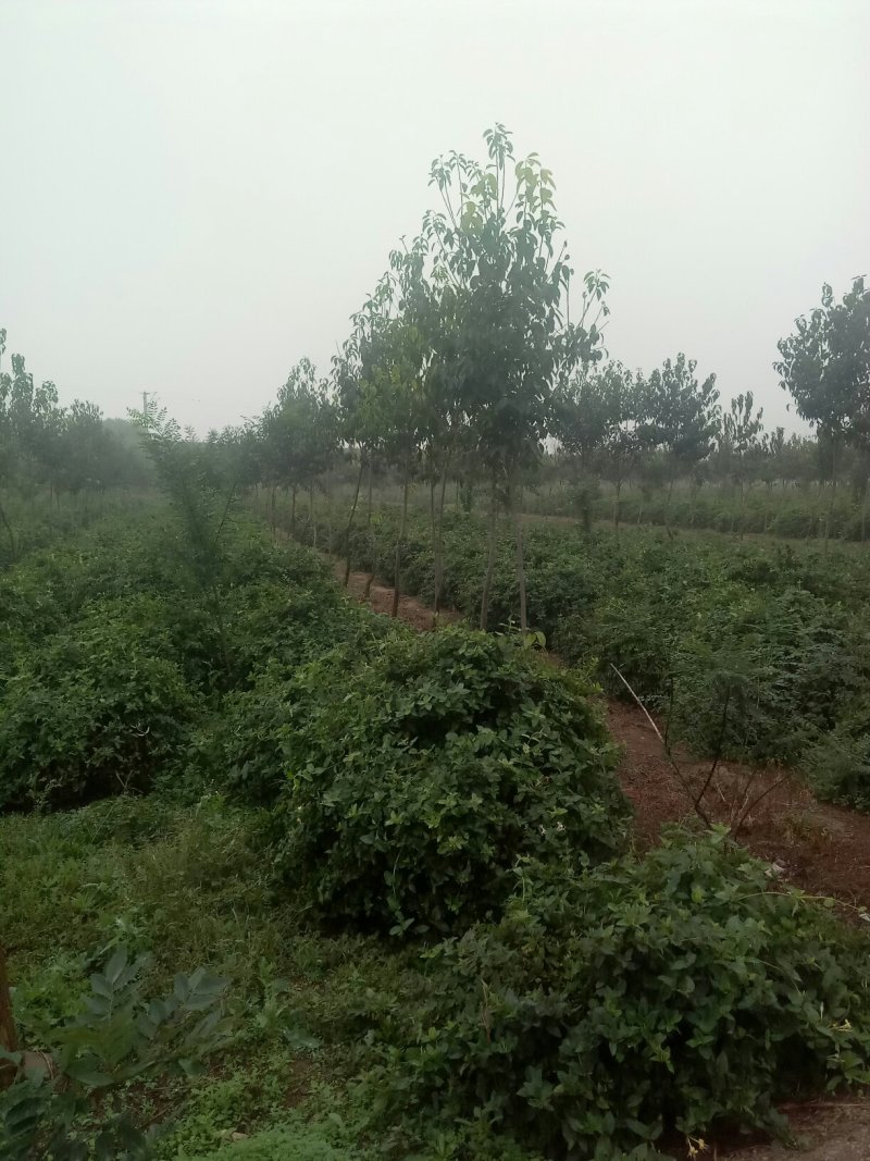 供应长势好，直径五，六，七公分金银花树苗