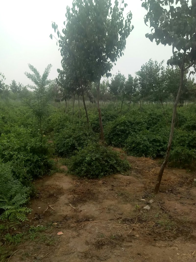 供应长势好，直径五，六，七公分金银花树苗