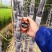 黑皮甘蔗