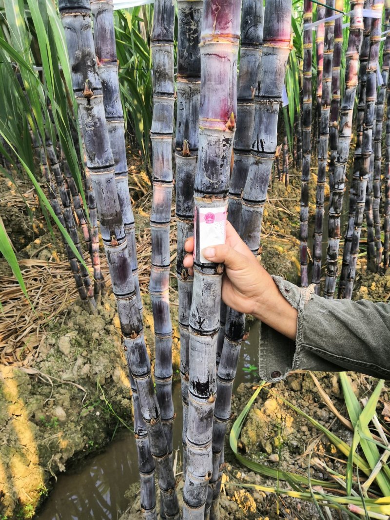 黑皮甘蔗