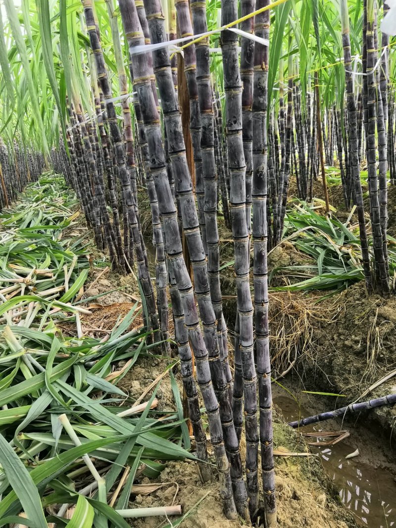 黑皮甘蔗
