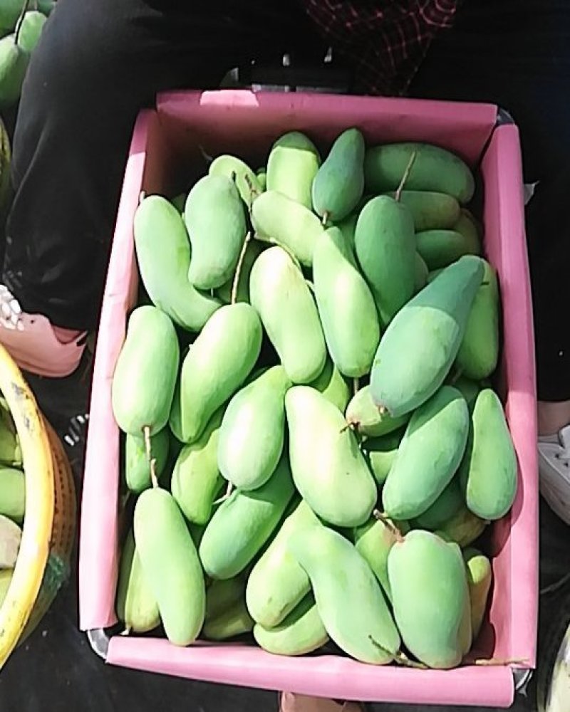 海南象牙芒上市