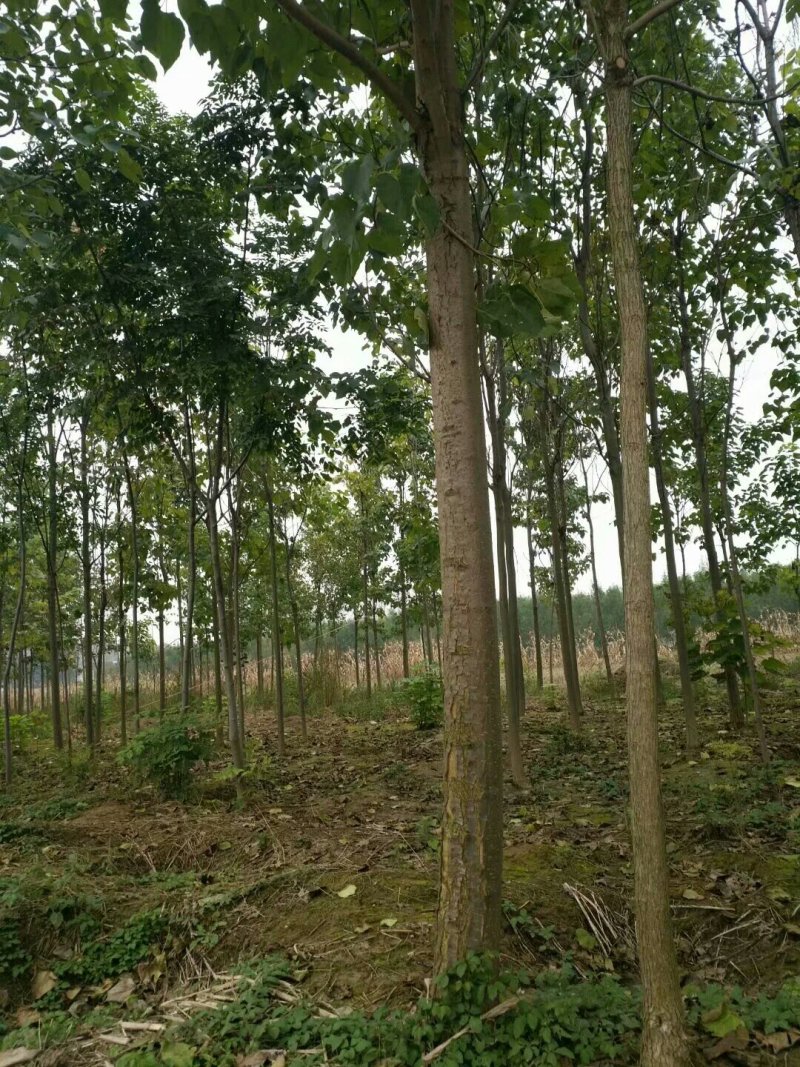 河南太康县广友万亩苗圃楸树，梓树，可实地看货