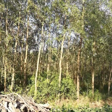 竹柳