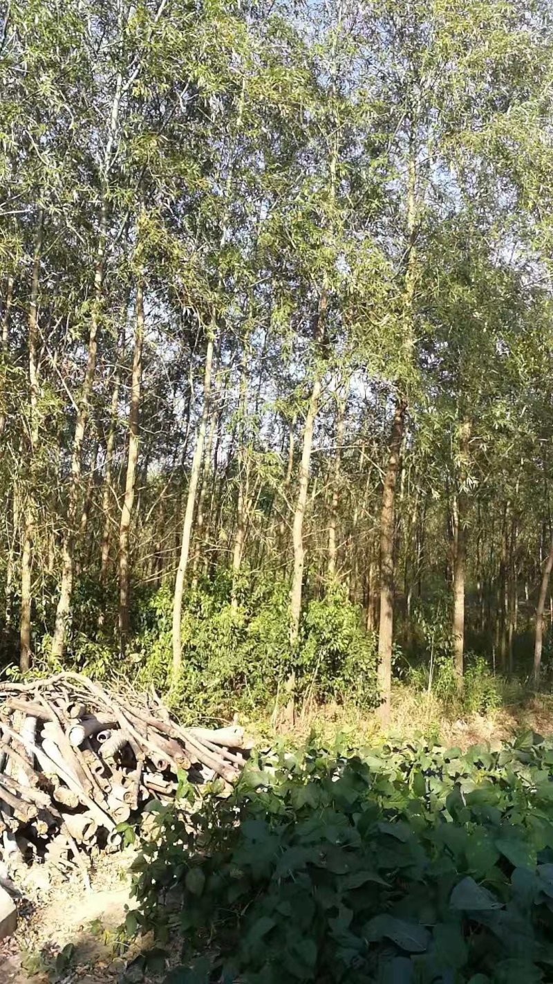 竹柳