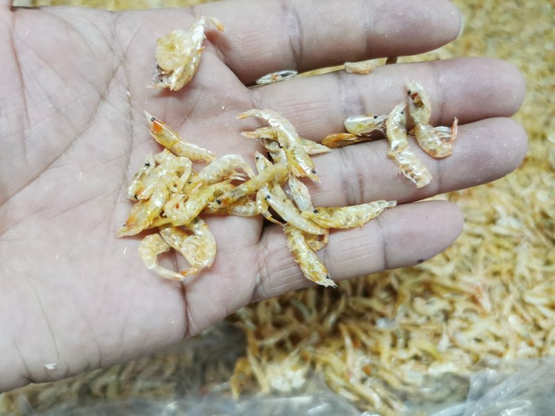 麦秆虾皮，烘干虾皮，虾皮