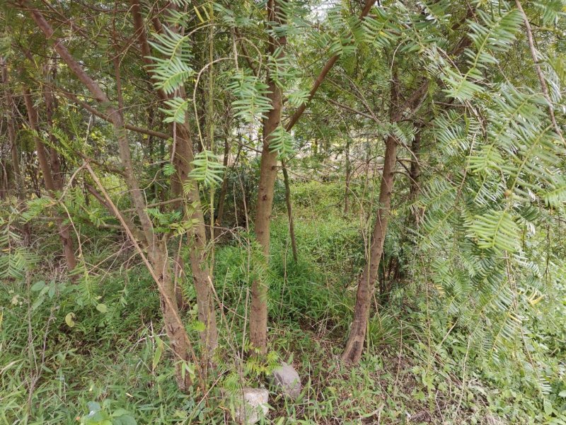 圆径20公分红豆杉